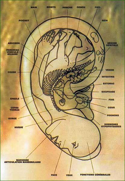 Réflexologie Auriculaire